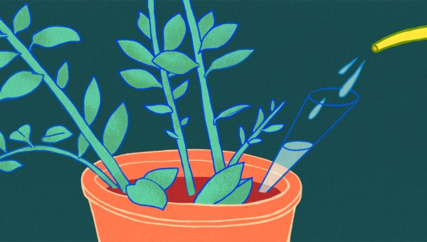 illustration of a plant being watered