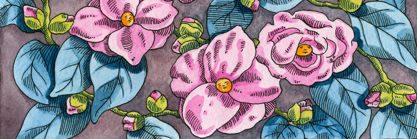 illustration of open flowers